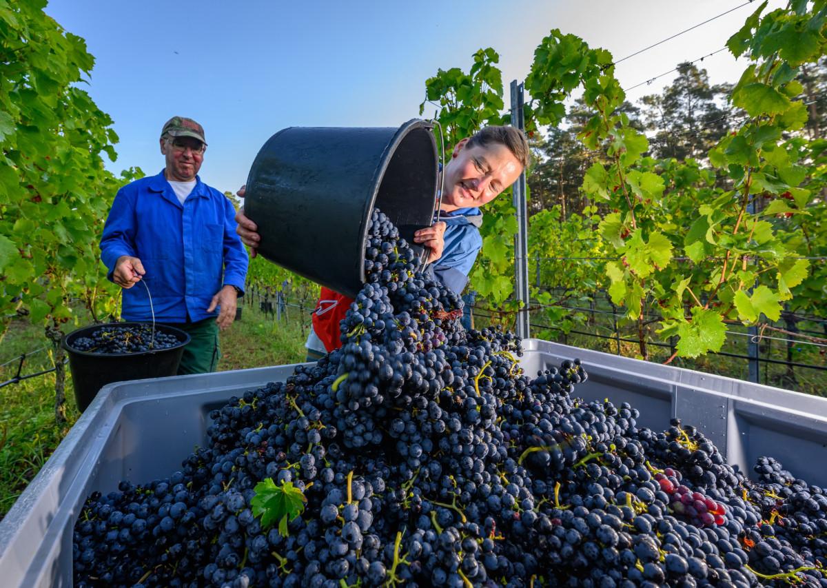 Berba grožđa u vinogradu: radnik istresuje crno grožđe iz kante u veliku posudu, između redova vinove loze pod vedrim nebom