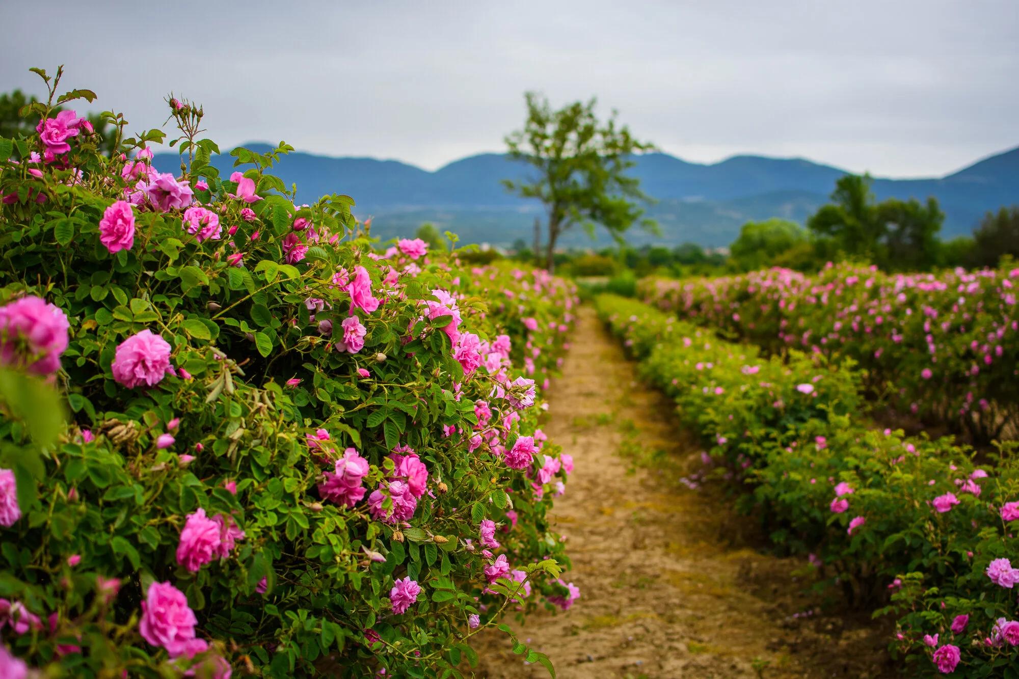 Polje ruža u redovima ispod planina