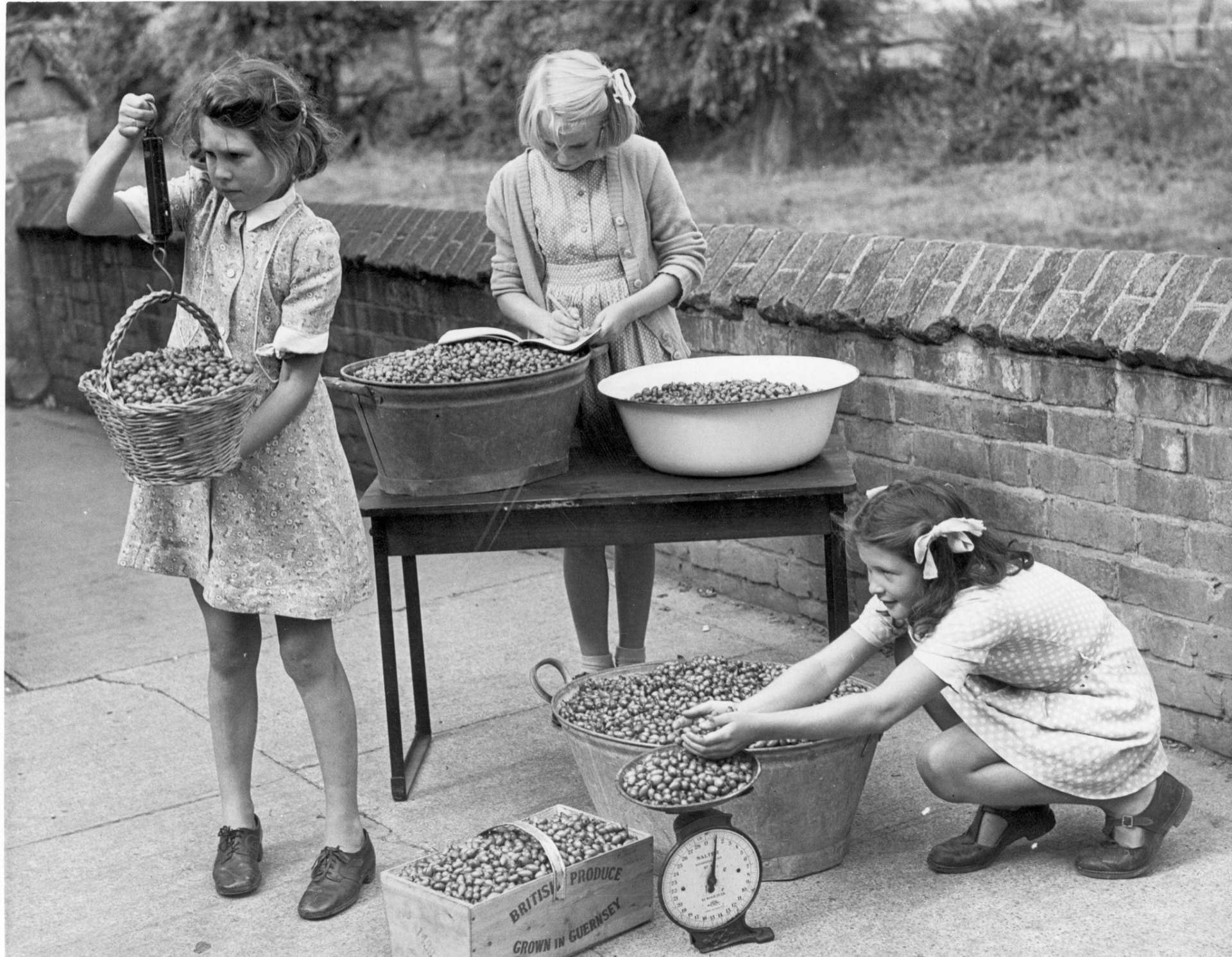 Istorijska crno-bela fotografija: tri devojčice mere i razvrstavaju ubrani šipak u korpe, lima i drveni sanduk sa oznakom British Produce – Grown in Guernsey
