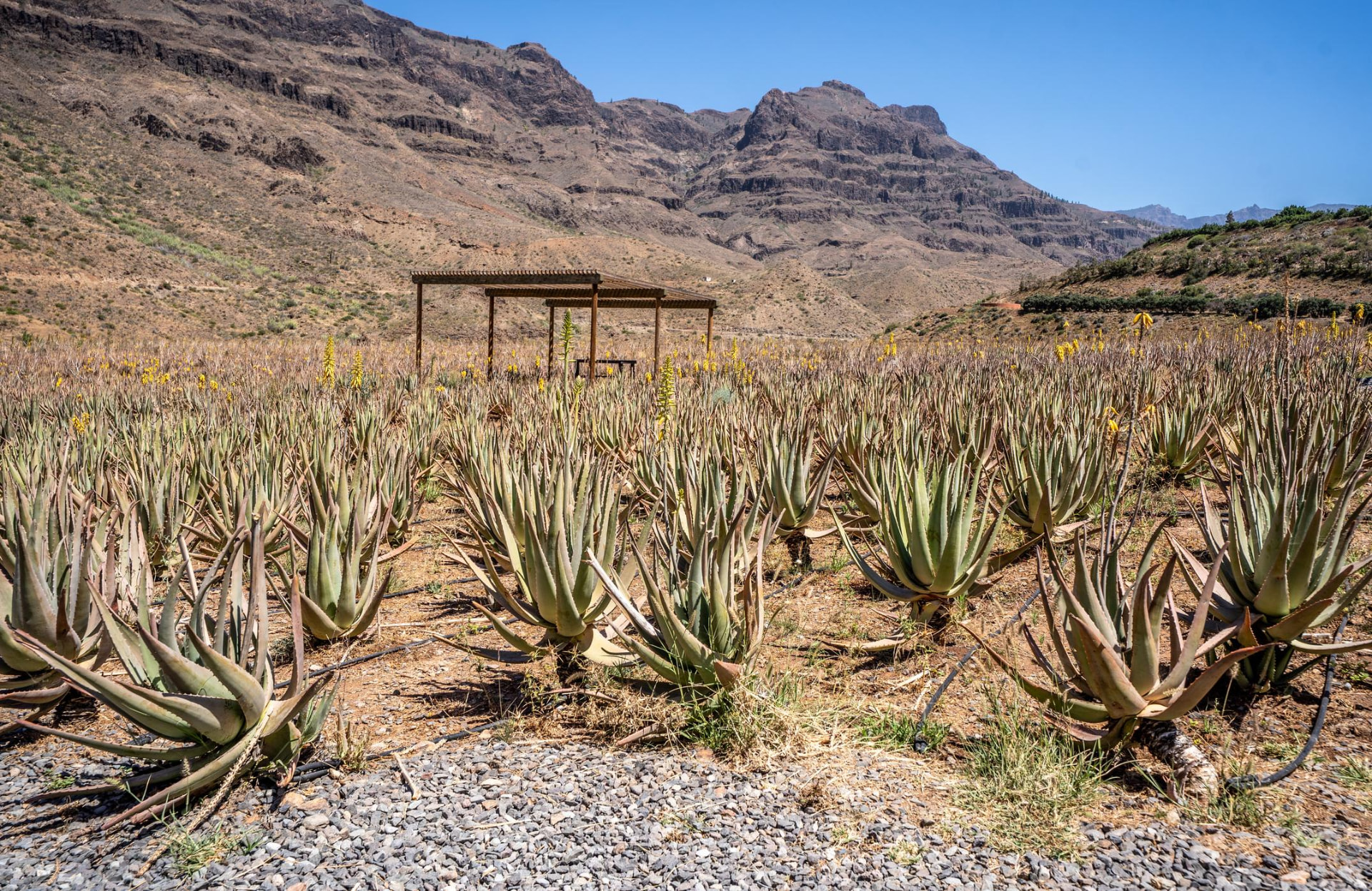 Plantage aloe vere u suvom, kamenitom pejzažu