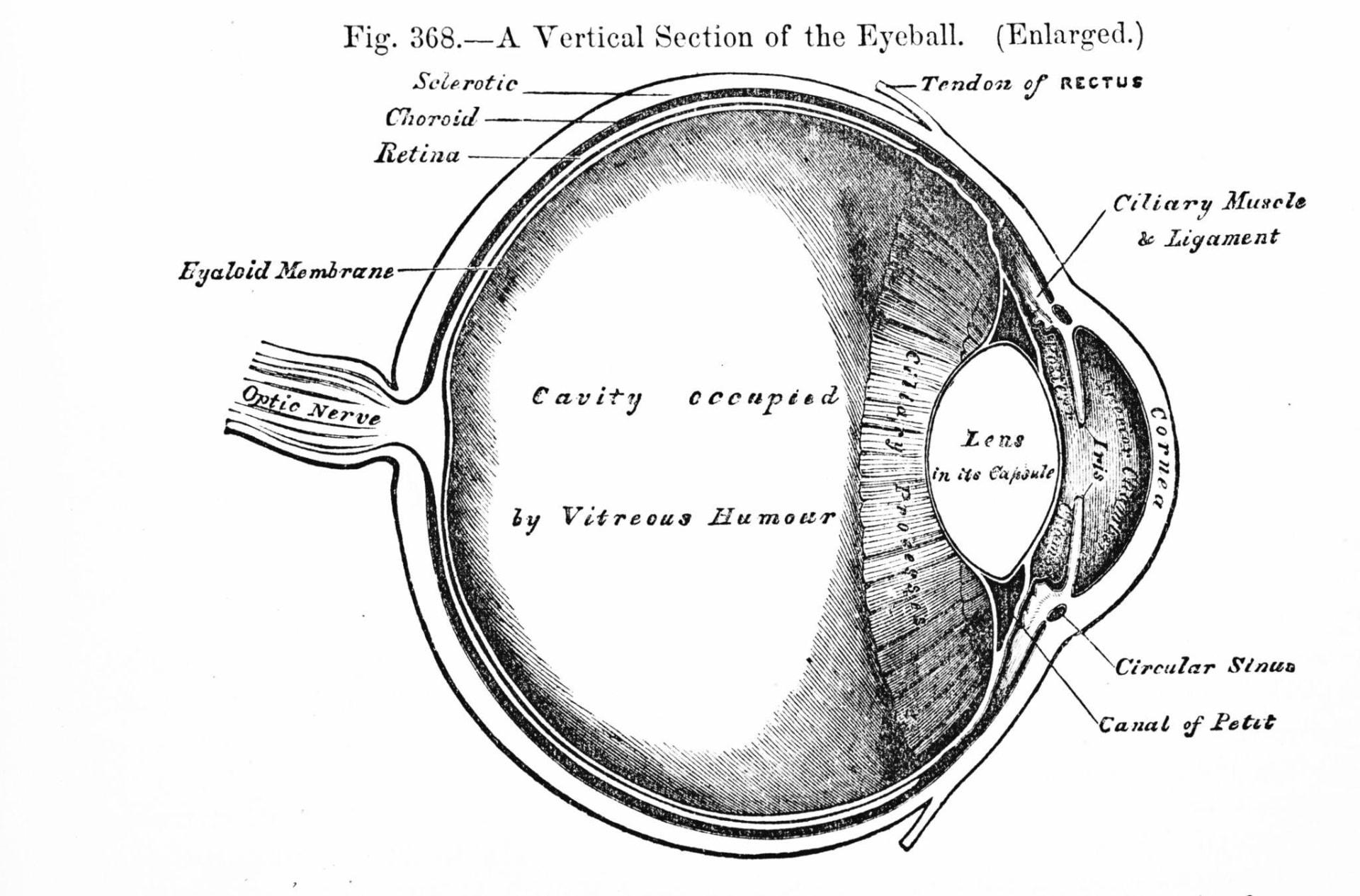 Stara gravirana ilustracija: vertikalni presek ljudskog oka sa oznakama Hyaloid Membrane i Cavity occupied by Vitreous Humour