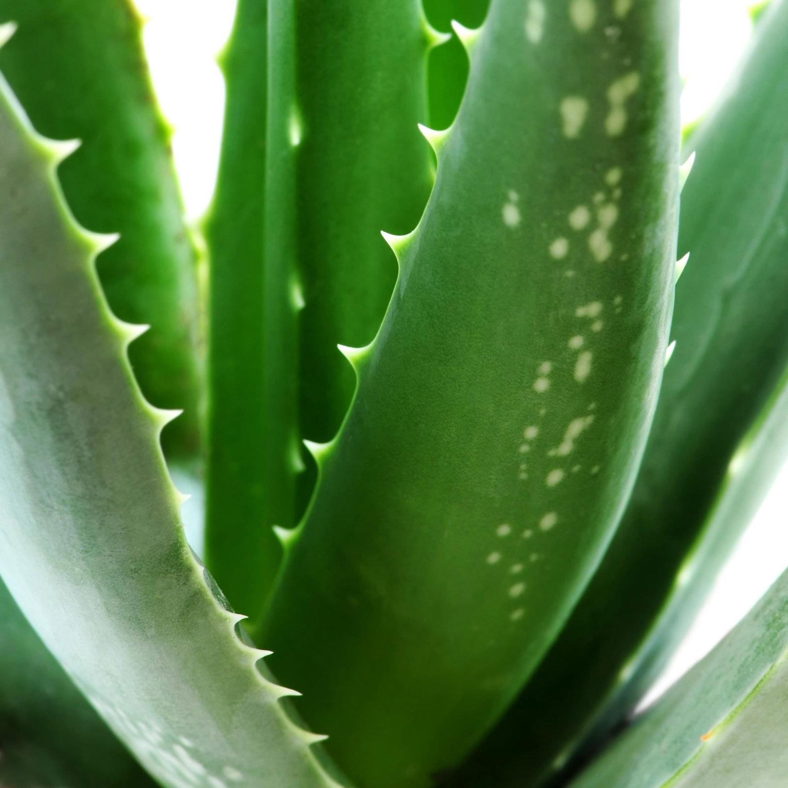 Krupni plan listova aloe vere sa bodljikavim ivicama