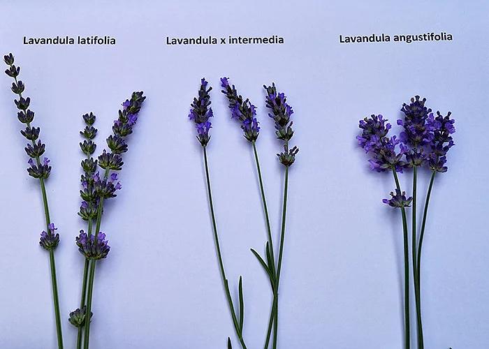 Poređenje cvetnih stabljika Lavandula latifolia, Lavandula x intermedia i Lavandula angustifolia